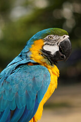 Vibrant Blue-and-Yellow Macaw