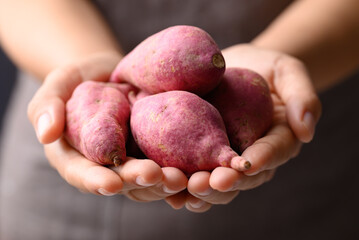 Organic raw sweet potatoes from local farmer market holding by hand