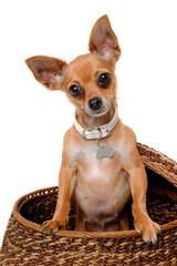 chihuahua puppy dog  on a white background