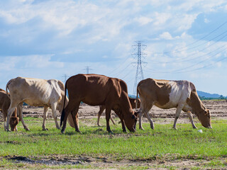 Cows in the countryside pasture