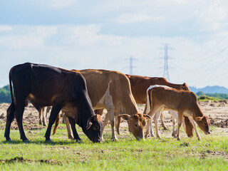 Cows in the countryside pasture
