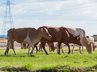 Obraz premium Cows in the countryside pasture