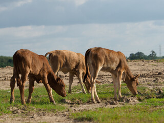 Cows in the countryside pasture