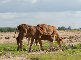 Cows in the countryside pasture