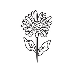 An elegant and beautiful daisy chrysanthemum flower in black isolated on white background. Hand drawn vector sketch illustration in doodle engraved vintage line art style. Coloring book, plant