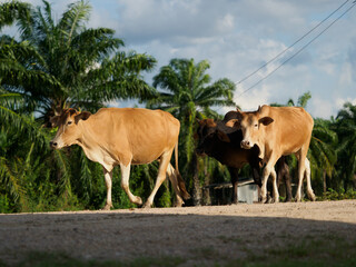 Cows in the countryside pasture