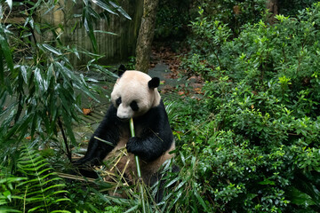 Sichuan Dujiangyan panda Valley giant panda Shuanghao
