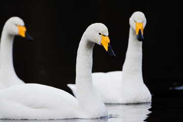 Mute swans