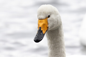 Whooper swan portrait