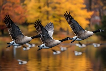 Fototapeta premium A trio of Canada geese in graceful flight over a tranquil lake, framed by vibrant autumn foliage in hues of orange and yellow, evoking a sense of serenity and beauty.