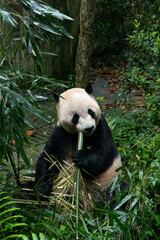 Fototapeta premium Sichuan Dujiangyan panda Valley giant panda Shuanghao