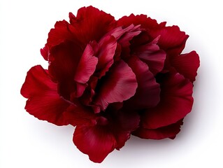 A single red flower on a white background