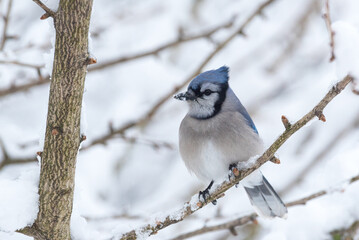 Blue Jay bird perched on snowy tree branch