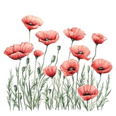Fototapeta premium Watercolor Painting of a Field of Blooming Red Poppies.