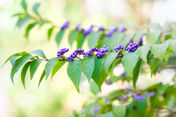 秋に紫色の実をつけるコムラサキ © miyaho