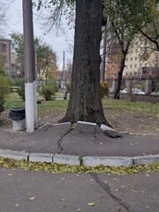 tree roots break asphalt on road