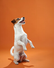 A playful Jack Russell Terrier standing on its hind legs, captured on an orange background. The dog...