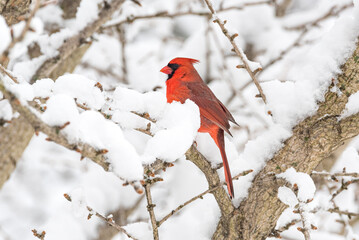 Red Northern Cardinal bird perched in snow on tree branch in winter