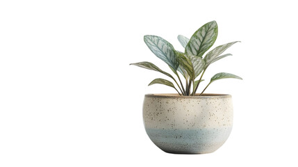 Potted Plant with Silver-Green Leaves in a Speckled Pot - Realistic Image