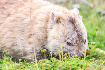 Close-Up of Wombat Grazing in Grassland, Wilsons Prom, Australia