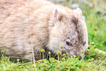 Close-Up of Wombat Grazing in Grassland, Wilsons Prom, Australia