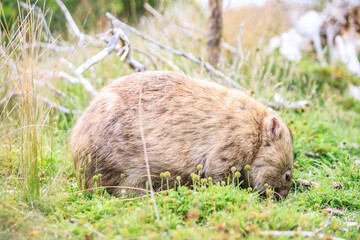 Close-Up of Wombat Grazing in Grassland, Wilsons Prom, Australia
