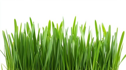 Obraz premium Lush green blades of grass reach towards the sky, illuminated by the warm sunlight, creating a serene and refreshing atmosphere in a natural landscape.