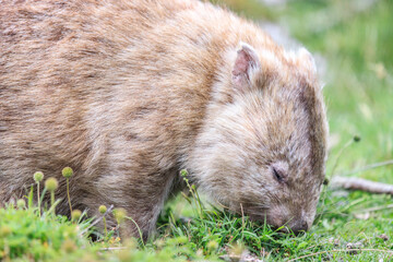 Close-Up of Wombat Grazing in Grassland, Wilsons Prom, Australia