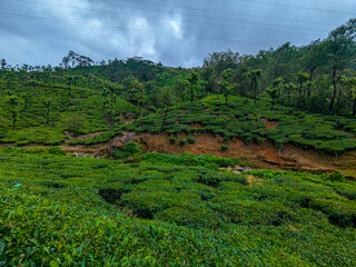 "Serene Tea Plantation Landscape
Lush Greenery and Rolling Hills
Tranquility Amidst Nature"