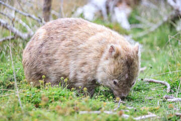 Close-Up of Wombat Grazing in Grassland, Wilsons Prom, Australia