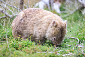 Close-Up of Wombat Grazing in Grassland, Wilsons Prom, Australia