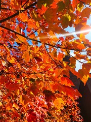 autumn maple leaves