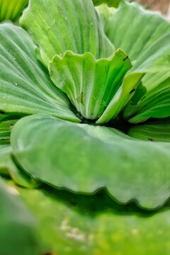 Pistia Stratiotes (Watercress) on water