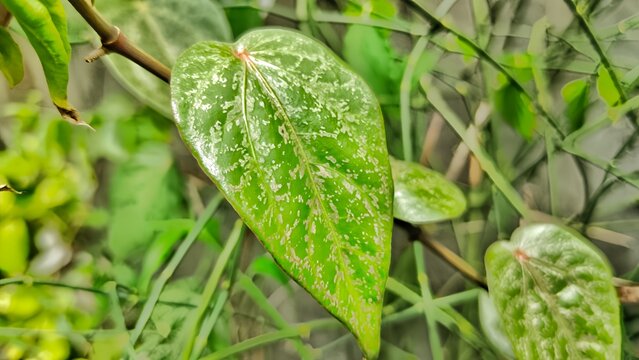 Green betel leaves in the garden