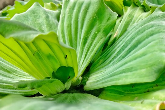 Pistia Stratiotes (Watercress) on water