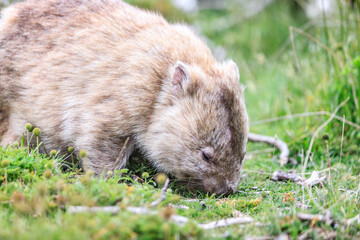 Close-Up of Wombat Grazing in Grassland, Wilsons Prom, Australia