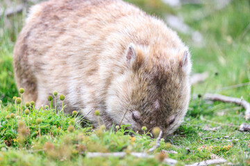 Fototapeta premium Close-Up of Wombat Grazing in Grassland, Wilsons Prom, Australia
