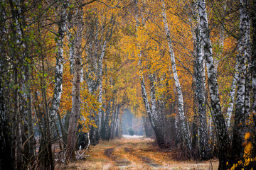 Autumn Pathway Through Birch Forest
