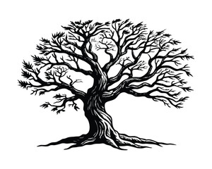 Vector illustration of old crooked tree. and drawn vector illustration in vintage engraving style