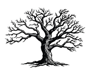Vector illustration of old crooked tree. and drawn vector illustration in vintage engraving style