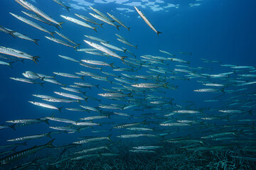 Large School of Barracudas, Isola d'Elba, Italy