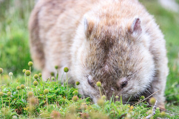 Fototapeta premium Close-Up of Wombat Grazing in Grassland, Wilsons Prom, Australia
