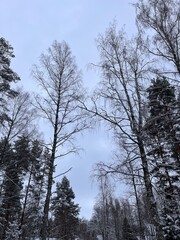 winter tree view from below