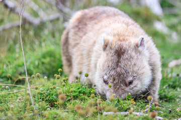 Wombat Grazing Peacefully in Natural Habitat, Wilsons Prom, Australia