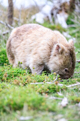 Wombat Grazing Peacefully in Natural Habitat, Wilsons Prom, Australia