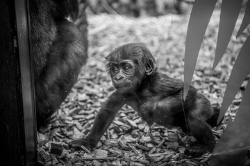 Cute baby gorilla at the zoo