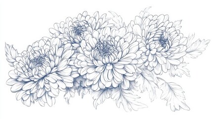 A detailed illustration of chrysanthemums with intricate petals and leaves.