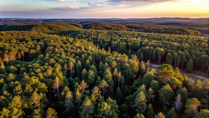 Aerial View of a Dense Forest at Sunset