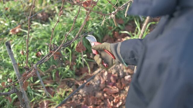 Poda de vid en oto&ntilde;o con tijera de podar