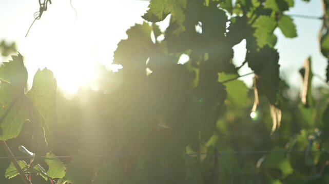 Hojas de vid con flare de sol entrando